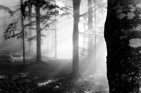 trees, Depth of field, Monochrome Wallpapers HD / Desktop and Mobile ...
