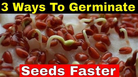 Top 3 Ways How To Germinate Seeds Faster At Home Youtube