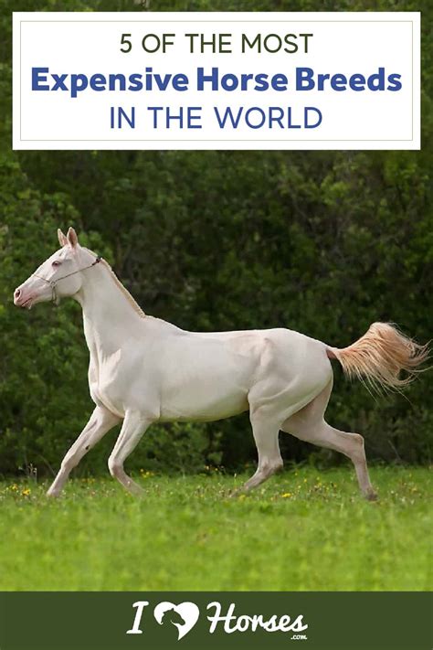 5 Of The Most Expensive Horse Breeds In The World