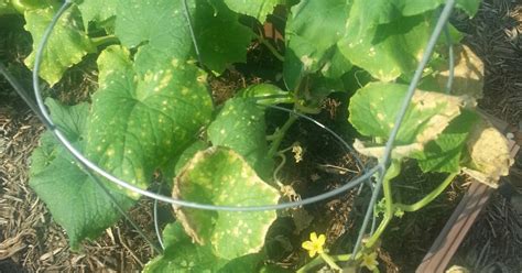 There could be extreme weather conditions, pests eating your plant. Yellowing Leaves and Brown Spots on Cucumber Plants | Hometalk