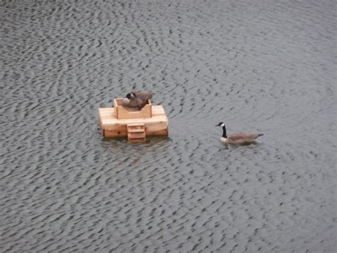 Pink Frog Stories Canadian Goose Nesting Box