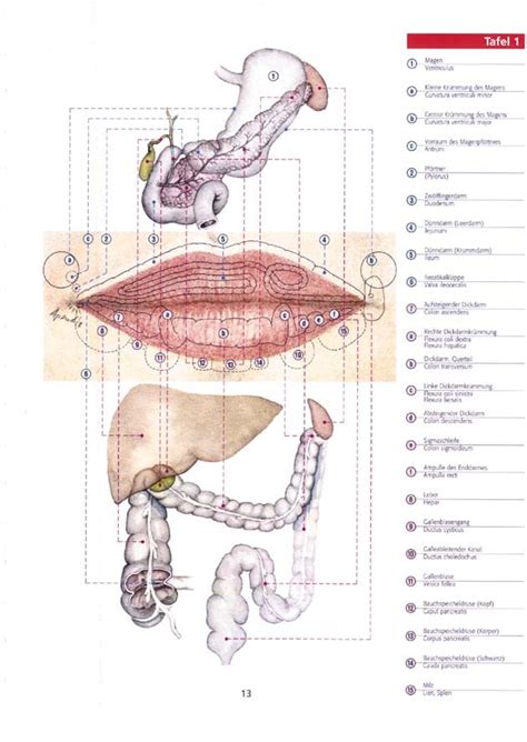 Selten kann ein biss auf die lippe zu schwellung führen, doch in einigen fällen verursacht er eine hautverletzung und eine aphthe im innern der lippe. Antlitzdiagnostik: das Gesicht als Spiegel der Gesundheit