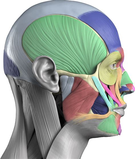 An Image Of The Head And Neck Muscles