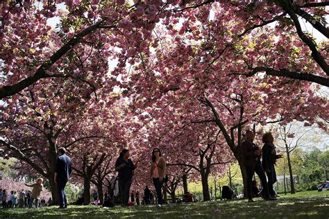 Guide To The Brooklyn Botanic Garden Cherry Blossom Festival