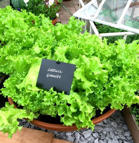 Growing Vegetables In Containers