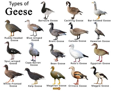 Geese Facts Types Lifespan Size Classification Habitat Pictures