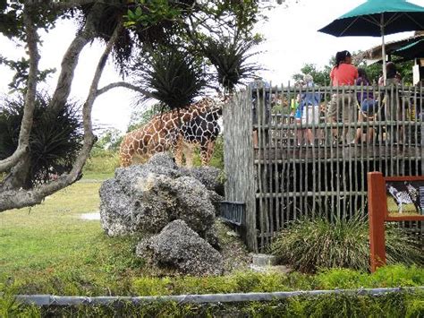 Giraffe Feeding Platform Picture Of Zoo Miami Miami