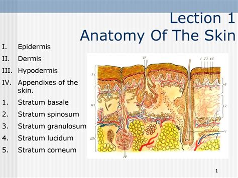 Anatomy Of The Skin Lecture Online Presentation Free Hot Nude Porn Pic Gallery