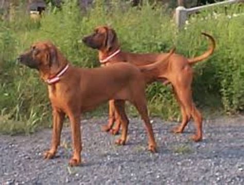 Rhodesian Ridgeback Vs Redbone Coonhound Breed Comparison