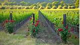 Vacation Packages Napa Valley California Pictures