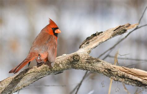 Male Northern Cardinal First Photo From New York Havent Flickr