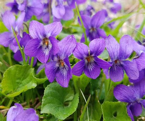 Violet Flower Essence Viola Ordata Etsy