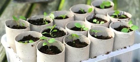 Grow Your Own Toilet Paper In 2020 Paper Plants Backyard Plants