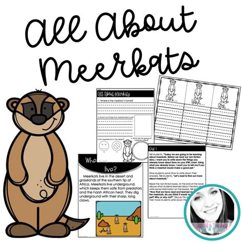 All About Meerkats Kwl Chart Science Teaching Resources Meerkat