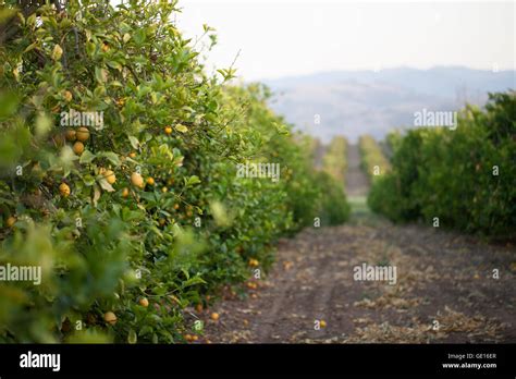 Lemon Orchards Hi Res Stock Photography And Images Alamy