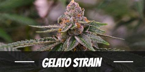 Gelato Cannabis Strain Information And Review