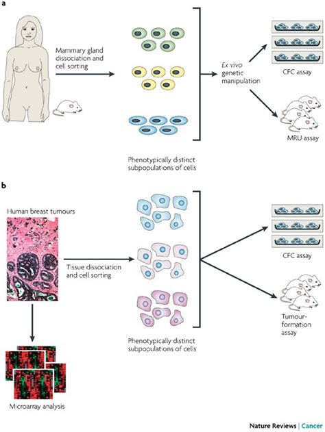 Figure 2 Molecular Heterogeneity Of Breast Carcinomas And The Cancer