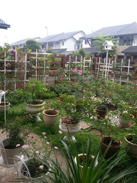 Tanaman bunga ros kampung ini sering berbunga dan kian menjalar naik. puteri manja: Taman Bunga Ros di ruang kediaman
