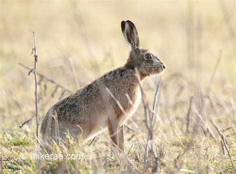 Brown Hare Sitting Backlit At Dawn March Suffolk Lepus E Flickr