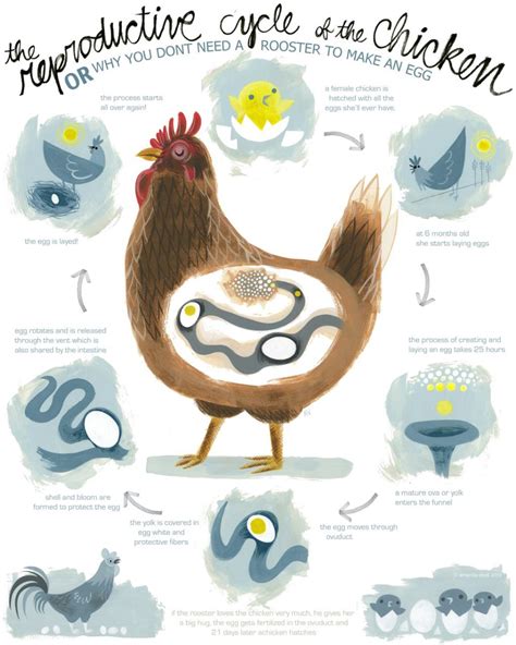 About That Reproductive Cycle Of A Chicken Poster From Amanda Visell