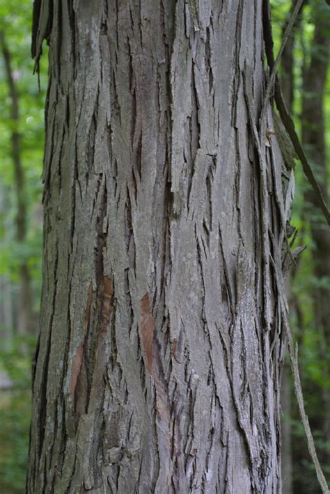 Carya Ovata Juglandaceae Bark Of A Large Tree
