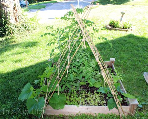 Bamboo is one of those materials that can be used for making different things from large scale architecture to small computer cases. DIY Bamboo Garden Trellis - This Pug Life