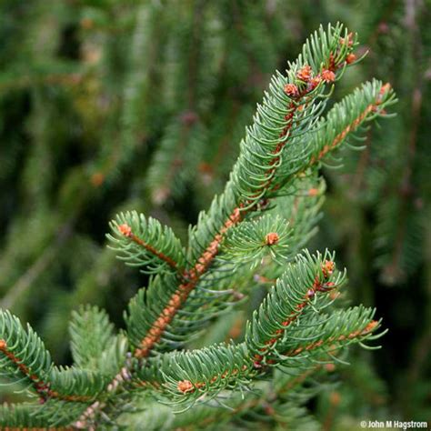 Norway Spruce Trees For Sale At Arbor Days Online Tree Nursery Arbor