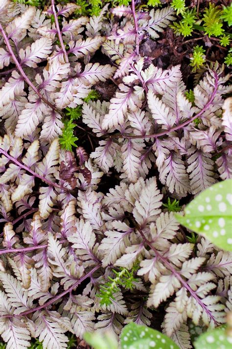 Who Knew There Were So Many Winter Hardy Fern Varieties Short Or Tall