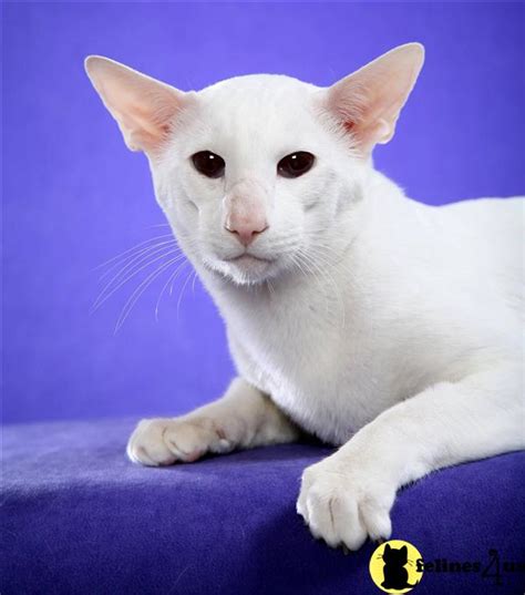 I took him back from the adoption center last year. Oriental Kitten for Sale: Oriental Shorthair Kittens for ...