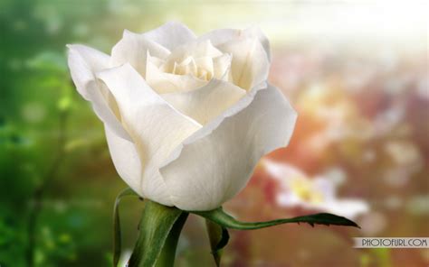 Your roses wallpaper stock images are ready. 47+ Beautiful White Roses Wallpaper on WallpaperSafari