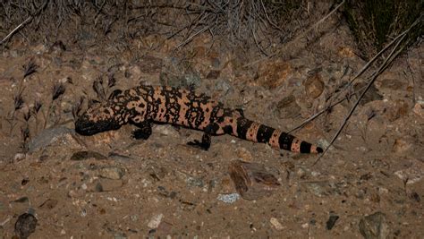 15 Unique Gila Monster Facts You May Never Know