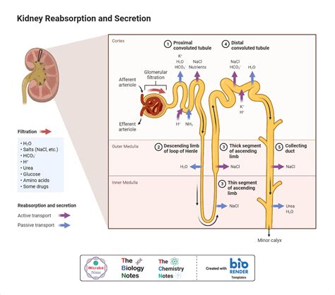 Functioning Of The Nephron