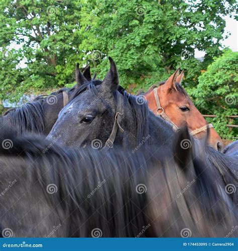 Portrait Of A Horses In Motion At Summer Stock Image Image Of Mammal