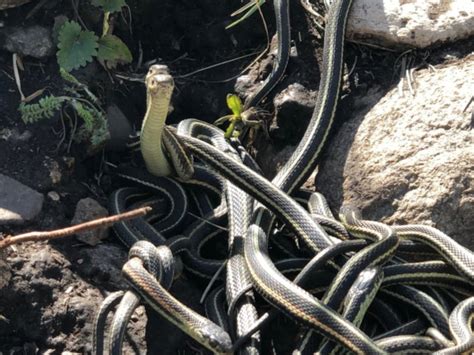 The Weather Network Thousands Of Snakes Emerge From Hibernation In