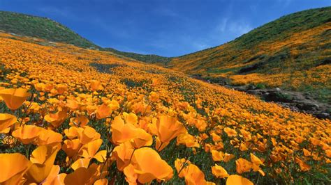 Where To See Californias Super Blooms