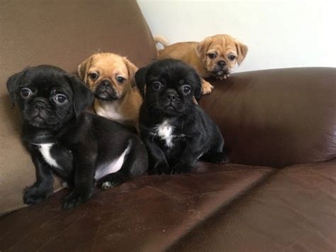 We feel excepting deposits on a particular puppy before that is unethical; Pug Puppies For Sale | Jersey City, NJ #281287 | Petzlover