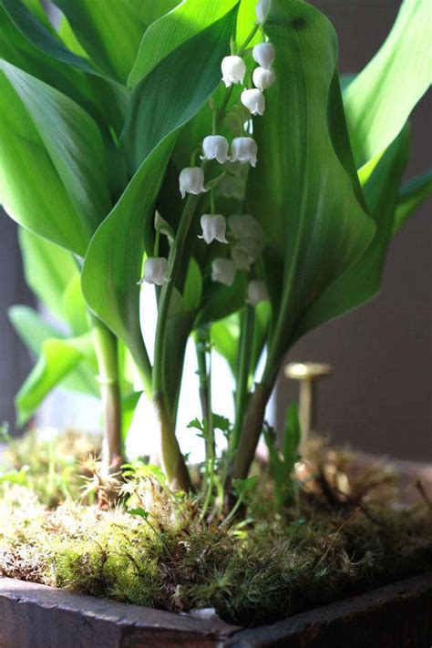 Diy Grow Lily Of The Valley On A Windowsill Gardenista
