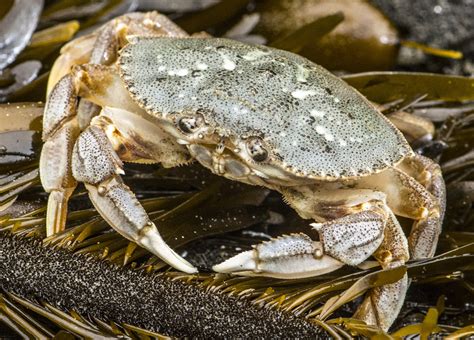 Ocean Acidification To Hit West Coast Dungeness Crab