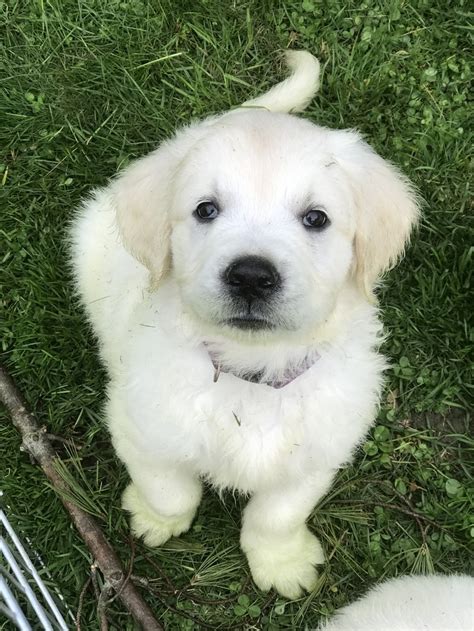 Valentines day golden retriever puppies we are now accepting $150 deposits to reserve puppies from our newest litters of akc golden retrievers. English Cream Golden Retriever Puppies For Sale Near Me ...