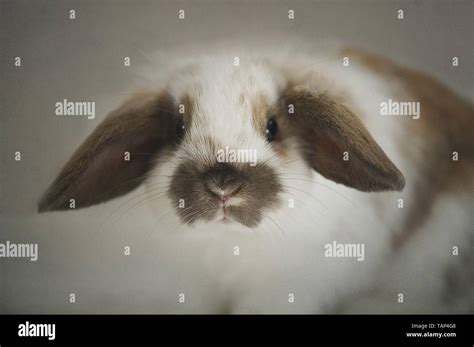 Rabbit Stock Photo Alamy