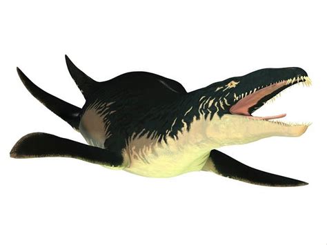 An Extinct Liopleurodon Reptile White Background Poster Print By Corey