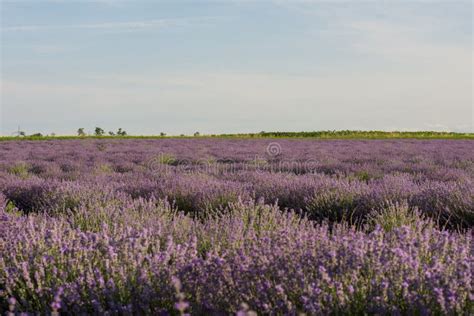 Colorful Lavender Field In The Nature With Sky Stock Photo Image Of