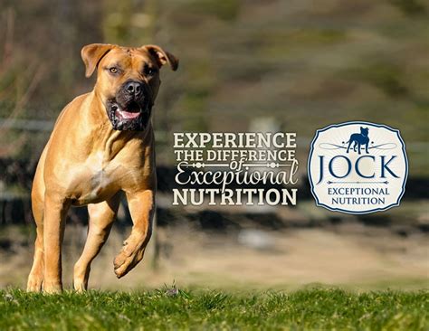 Please note that our prescription diet range is only available at vet clinics. Know Your Breed: Boerboel - JOCK Dog Food