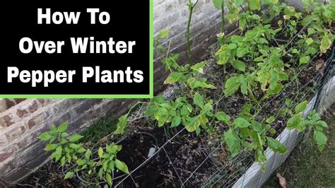 How To Over Winter Pepper Plants Youtube