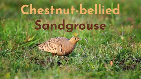 Chestnut Bellied Sandgrouse 4k Nature Youtube