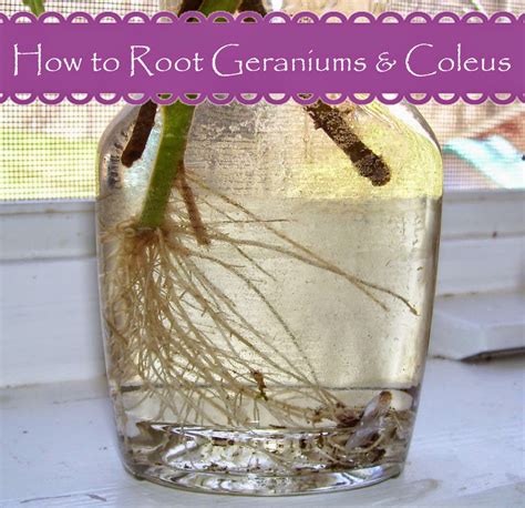 Katies Farm How To Root Geraniums And Coleus Propagating Geraniums