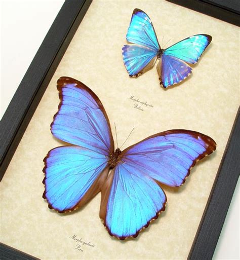 Morpho Butterfly Collection Blue Framed Butterflies Real Framed