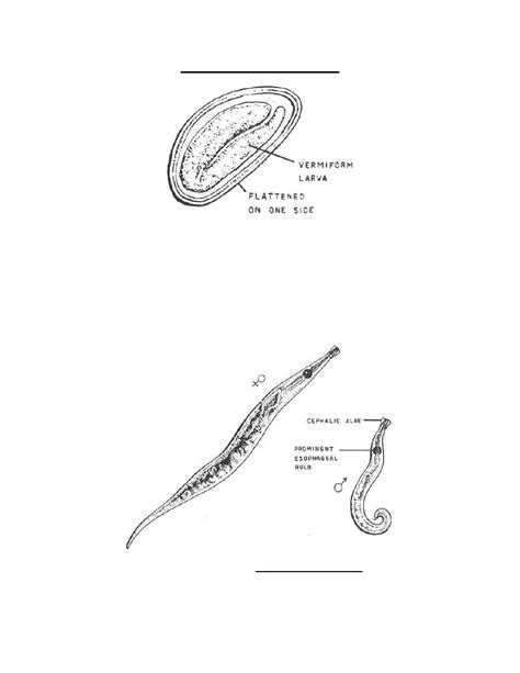 Figure Stages Of Enterobuis Vermicularis Parasitology Ii