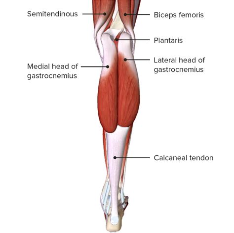 Leg Model Posterior View Labeled Muscles Medical Anatomy Muscle Hot Sex Picture