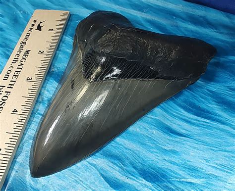Massive Museum Quality Lower Megalodon Shark Tooth · L1 548 L2 530